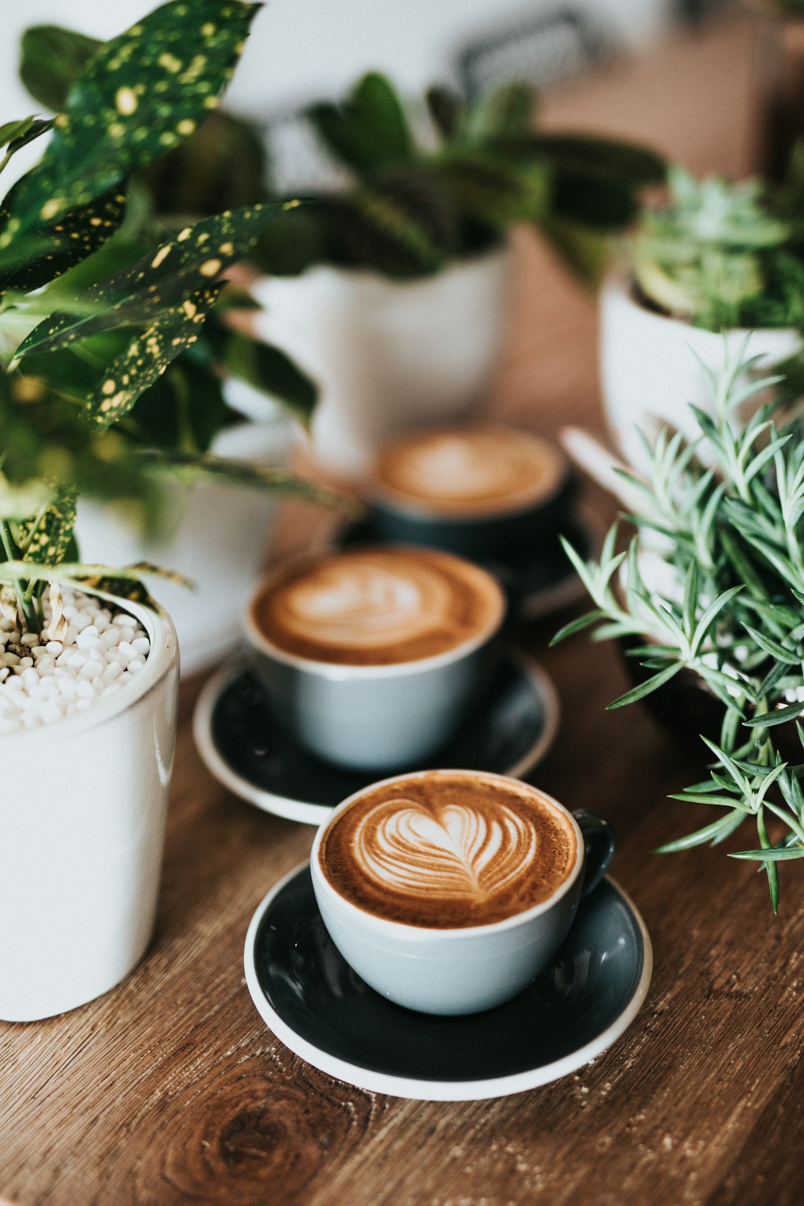 Flat whites recién servidos entre plantas